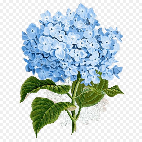 Гортензия крупнолистная рисунок