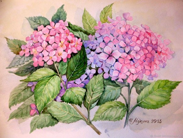 С днем рождения цветы гортензии картина