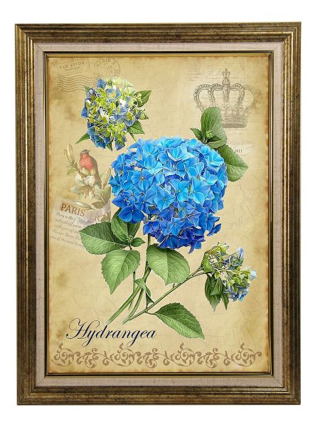 Гортензия рамки для открыток