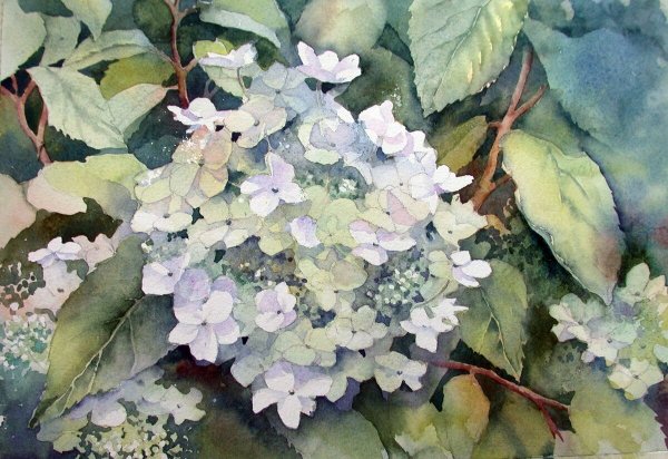 Гортензия акварель