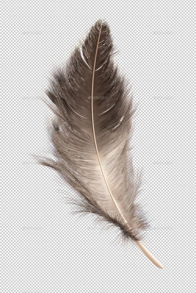 Постер перышко