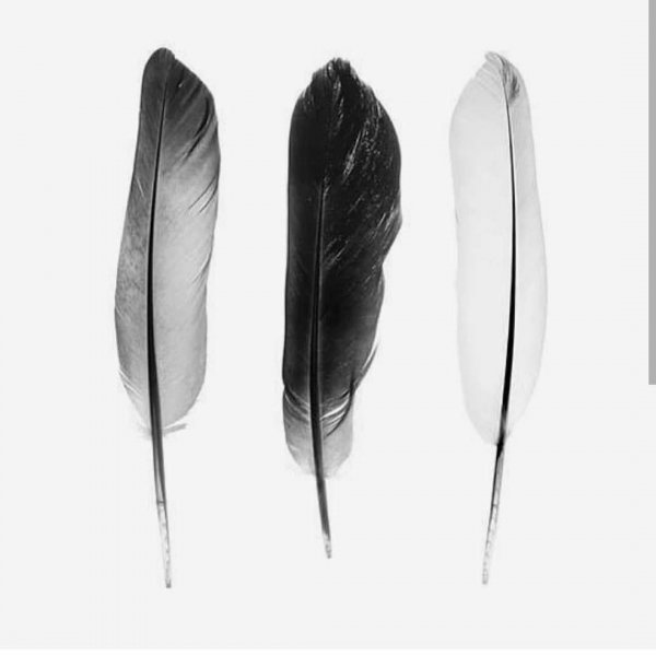 Постер перо черно белый