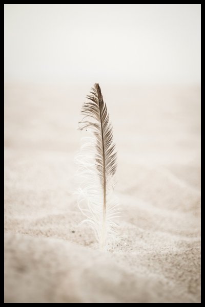 Перья на море