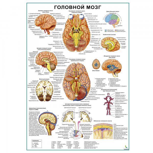 Медицинский плакат на стене