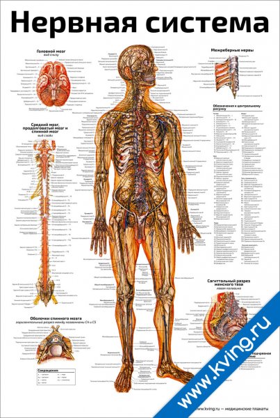 Анатомия плакат