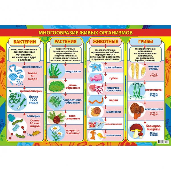 Обучающие плакаты для детского сада