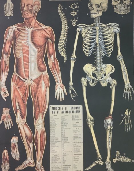 Анатомический плакат человека