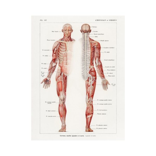Анатомия человека Постер