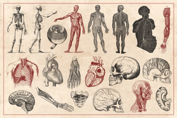 Анатомия Графика