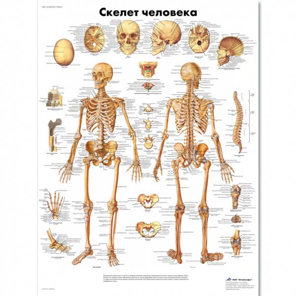 Body System the Skeleton таблица