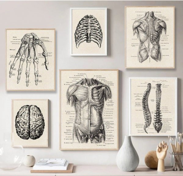 Анатомические постеры