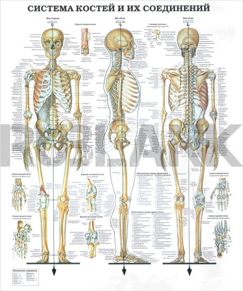 Строение человека кости скелет