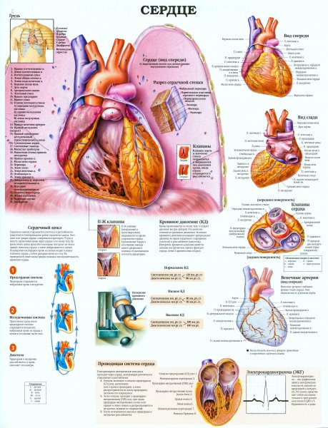 Сердце анатомический атлас строение