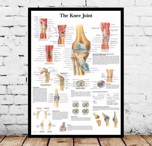 Анатомия карта