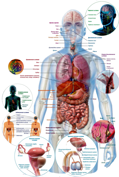Строение организма человека внутренние органы