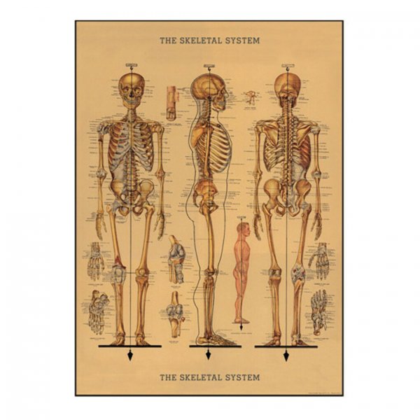 Старые плакаты по анатомии