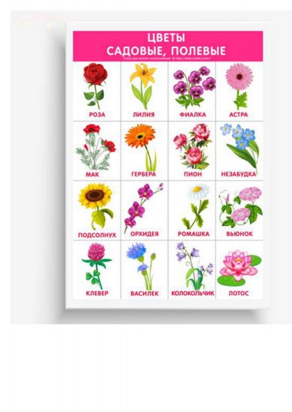 Садовые цветы для детей