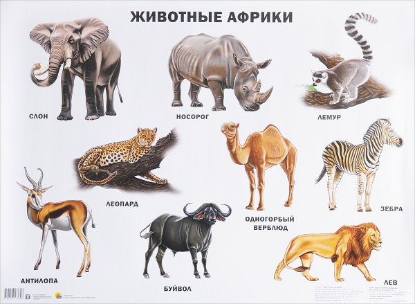 Животные обитающие в Африке