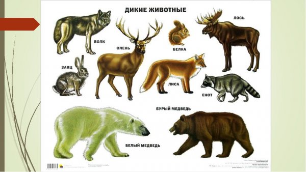 Название диких животных