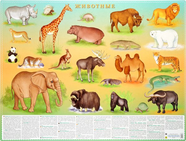Дткиеживотные для детей
