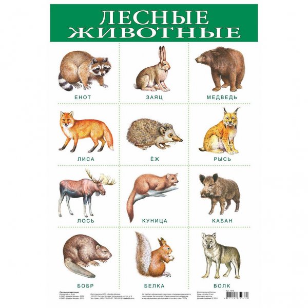 Дикие животные для детей