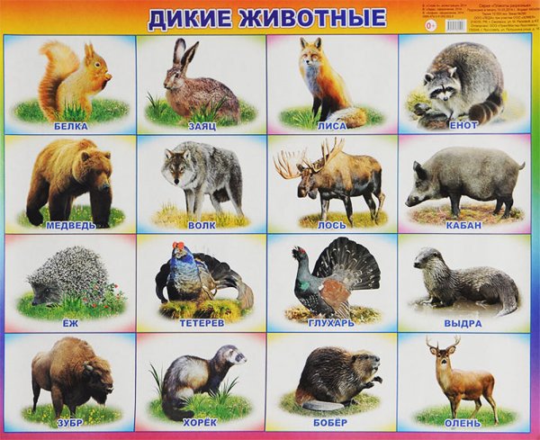 Плакат Дикие животные для детей