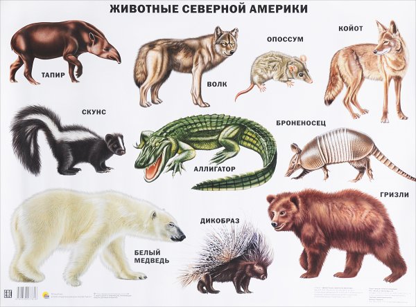 Животные которые обитают в Северной Америке