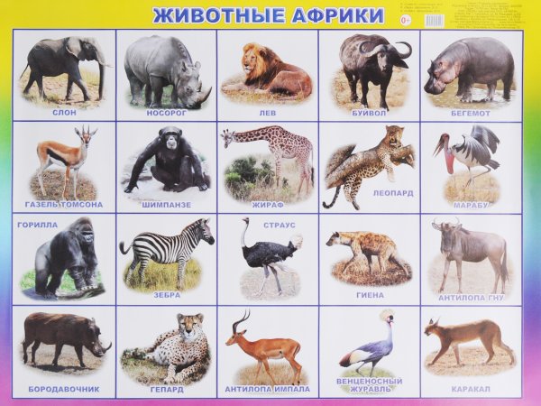 Название животных Африки