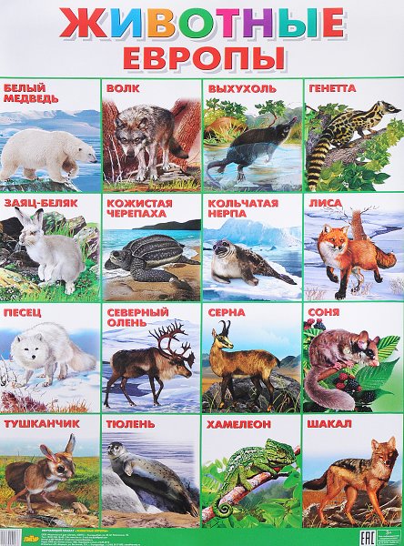 Животные Европы