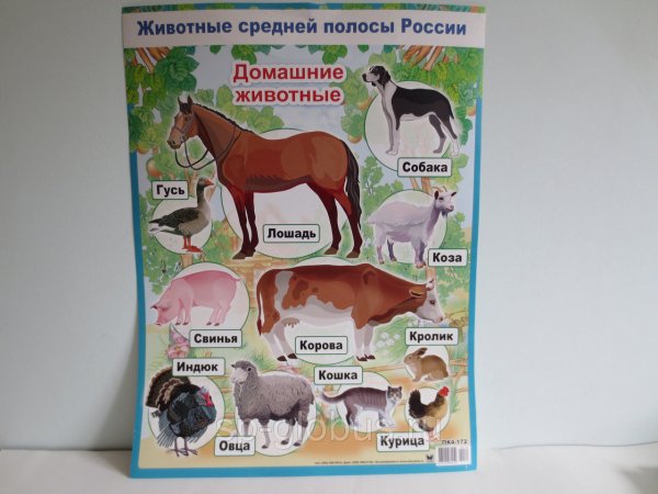 Плакат "домашние животные"