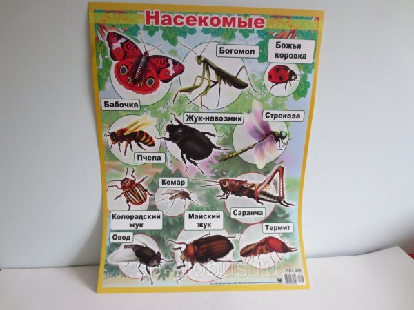 Постеры с насекомыми