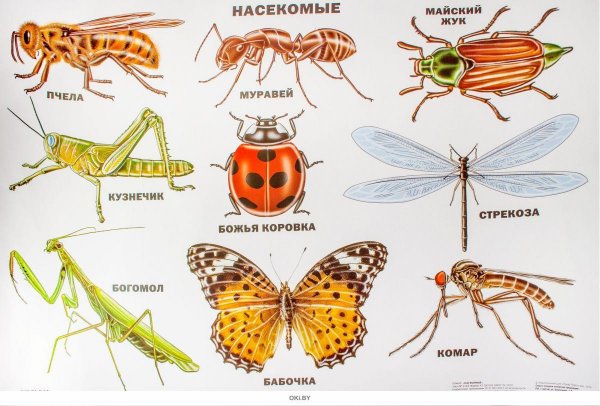 Насекомые для детей дошкольного возраста