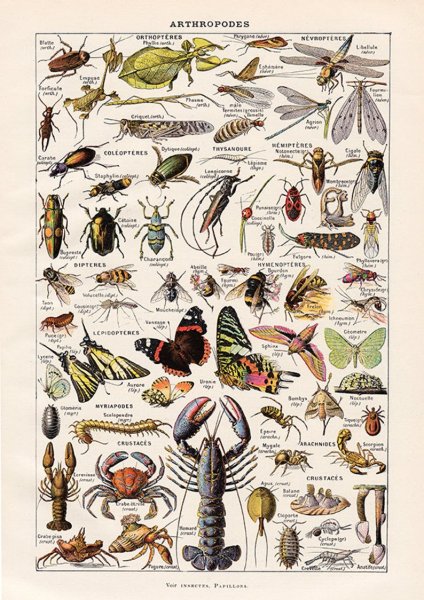 Многообразие насекомых