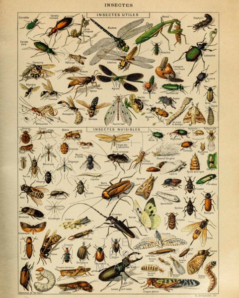Старые плакаты с насекомыми