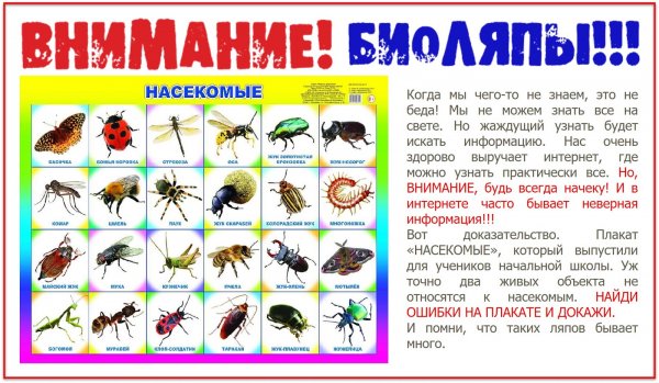 Плакат насекомые для детского сада