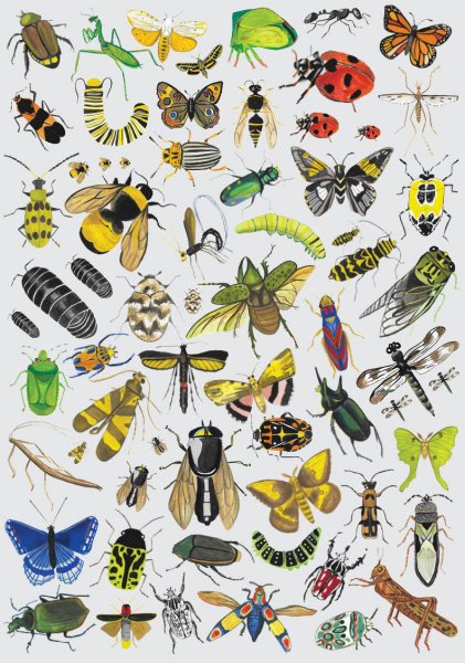 Обучающий плакат насекомые