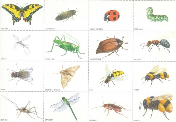 Карточки наскомыедля детей