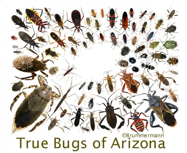 Жуки дезинсекция