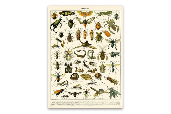 Насекомые плакат для детей