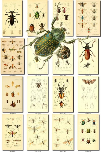 Плакат с изображением насекомых