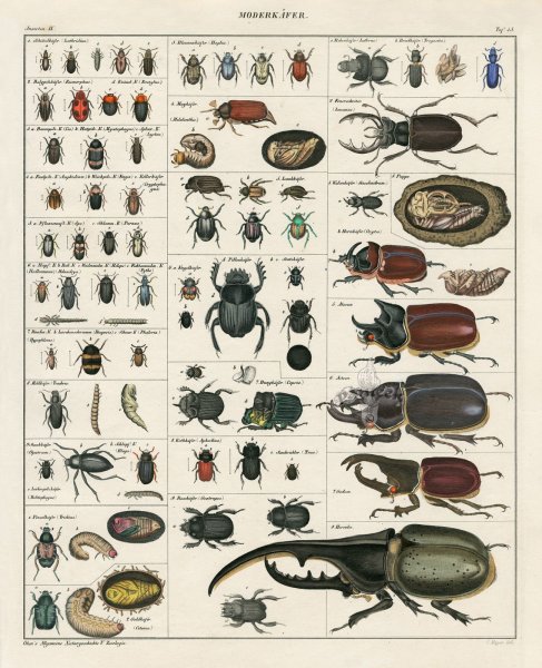 Плакат. Насекомые