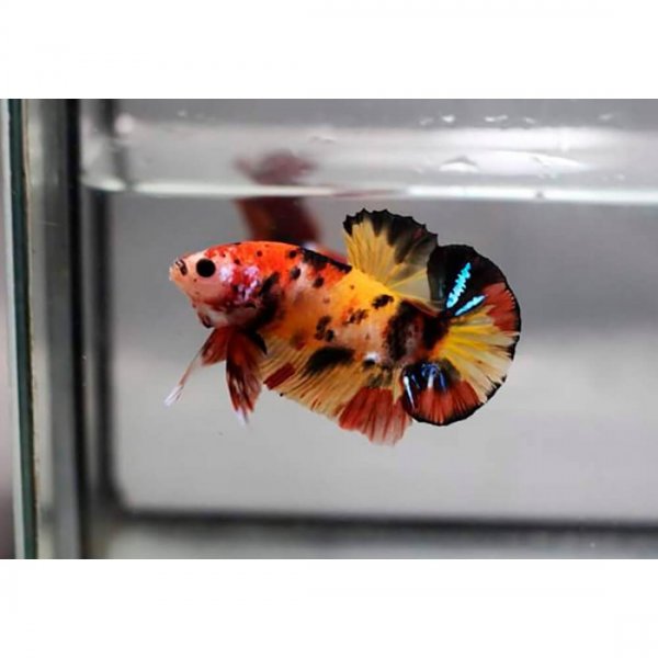 Петушки кои Кенди Немо