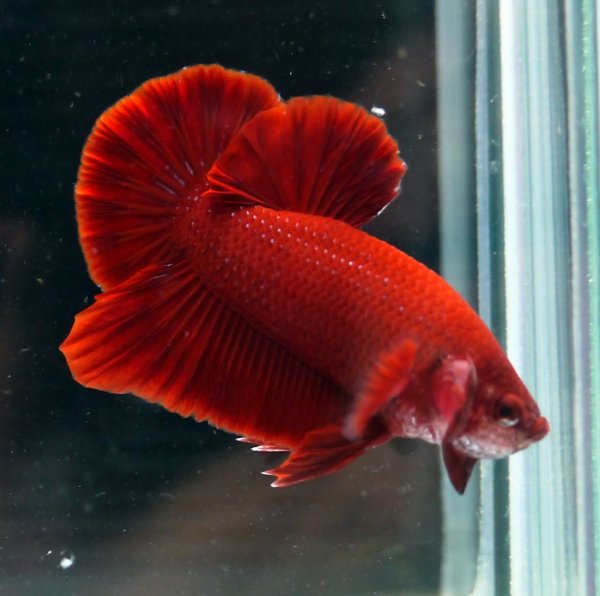 Петушок рыбка красная Бетта