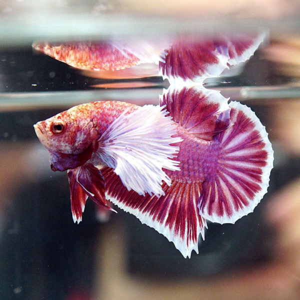 Петушок Бетта супер Дельта белый