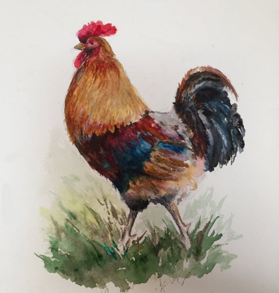 Постер с петухом
