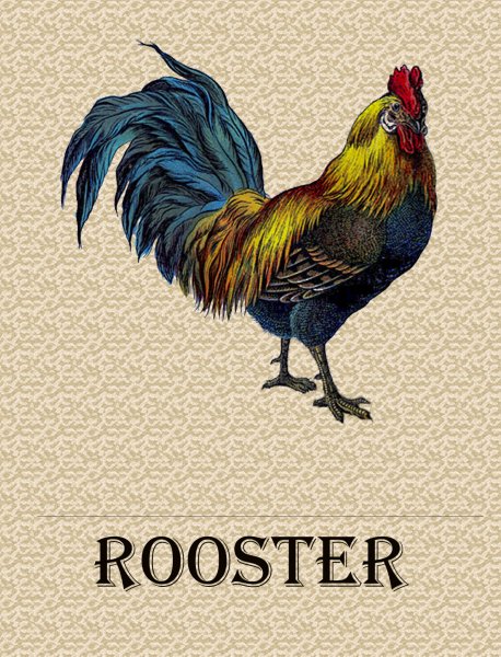 Постер с петухом