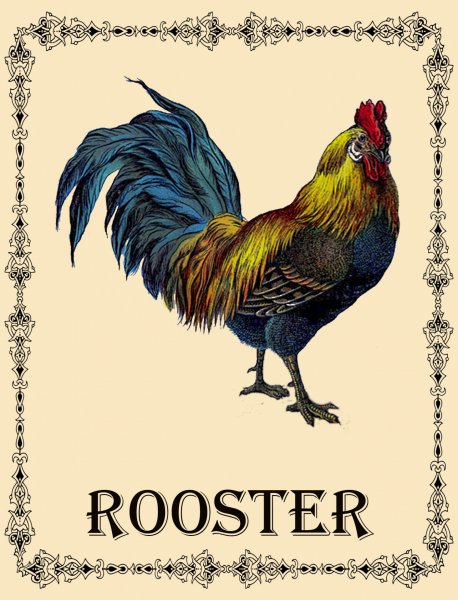 Рыбка петушок Бетта