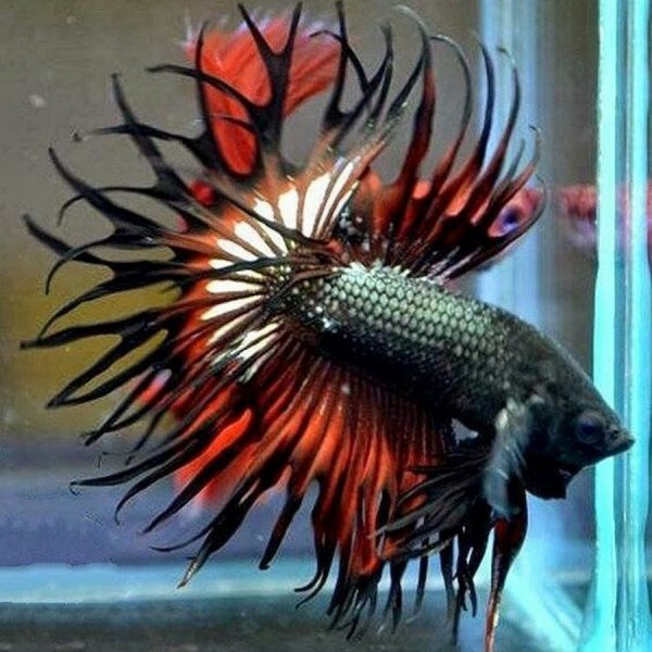 Постер с петухами и курами