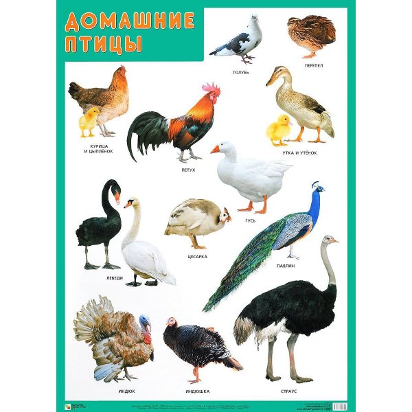 Домашние птицы названия