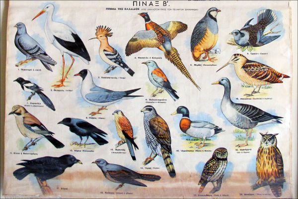 Птицы нашей полосы